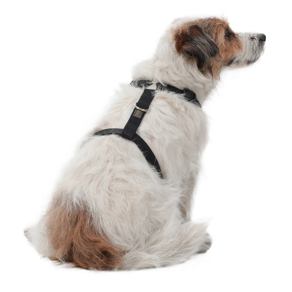 PecheraTaco2AN-2.webp