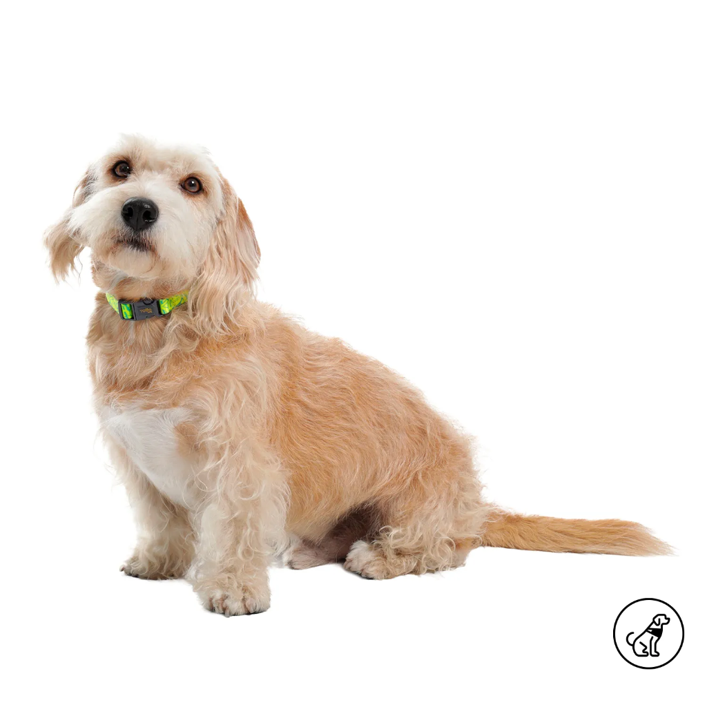 [C000722] COLLAR AJUSTABLE MYLU/M/2AN/